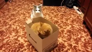 Битва котов за коробку)