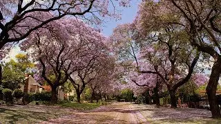 Как я снимаю клипы в мюзикла ЛУ 👌\СОфия вей