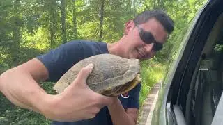 WE FOUND TURTLE CROSSING THE ROAD #SHORTS