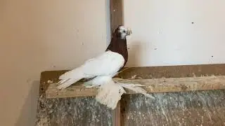 Uzbek Pigeons/Usbekische Tauben/Узбекски голуби.