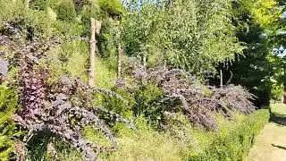 I giardini di Zoe. Gradinile lui Zoe.