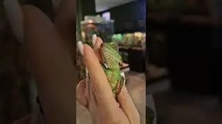 🦎люди обычно их всех просто называют хамелеоном 😅💚)#ящерицы #гекконы #ЭКЗОТИЧЕСКИЕЖИВОТНЫЕ #рептилии