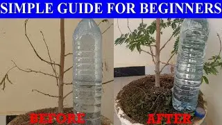 Plastic Bottle Drip Water Irrigation System Very Simple Easy ll  Easy & cheap Drip Irrigation System