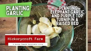 Planting Garlic | Planting Elephant Garlic and Purple Top Turnip in a Raised Bed