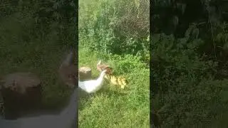 Нагуляла от соседа!Вот так вот у нас в деревне.Утка вывела утят))))