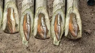 Papaya Tree To Be Eels Trap - The Easy Way For Catching Eels - Eels Trap By Papaya Tree