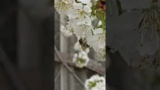 Бджілка збирає пилок.