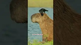 Capybaras are so Cute! 💕 How come These Giant Rodents 🦫 Are so Chill? Even Next to Crocodiles?🐊