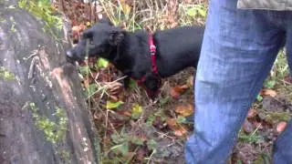 The Walk