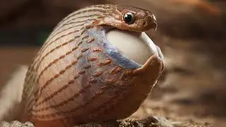 12 Strange Animal Behavior Caught on Camera