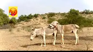 Epic Donkey Fight! White vs Black Male Donkey Over a Female 🐴🥵✌️