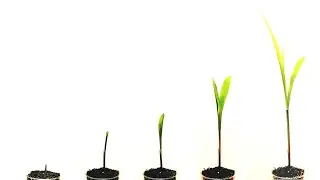 Corn germination