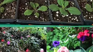 🌱Петуния подросла🌱рассаживаю по местам петунию, армерию, и черенки вегетативных цветочков.🌱