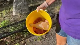 Today is Give Day at Big Cat Rescue! Feeding Tour is up first! 05 03 2022