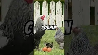The Brahma Chicken Breed #brahmachicken #brahmachickens  #chickenbreeds #chicken