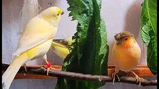 Canary Bird Watching TV For Cats 7 Hr, Cat Watching Canary Singing Birds : Cat Bird TV Videos, cats.
