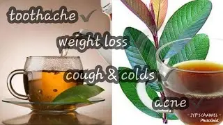 INCREDIBLE BENEFITS OF GUAVA LEAF TEA!