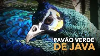 PAVÃO RARO? | Criadouro de Aves Exóticas | 