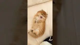 cute 🐾 kitten 💖