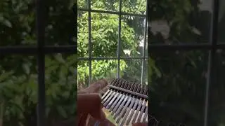 Somewhere Over the Rainbow on kalimba (shorts version)