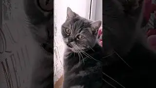 СПОКОЙНЫЙ, ГРУСТНЫЙ КОТИК 