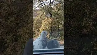 🕊🕊🕊