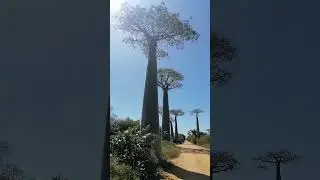 Аллея Баобабов или Баобаб Авеню. Мадагаскар #shorts