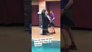 California sea lions | Clyde | Seamore