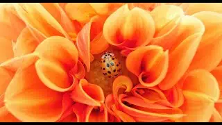 The Beauty of Flowers ♡ Relaxing Music for Stress Relief