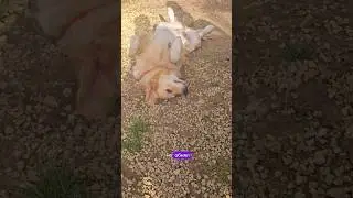 А вы обняли своего шерстяного миллион раз за день?))) #like #retriever #goldenretriever #актив #юмор