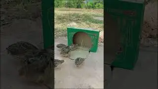 Really creative bird trap - Best underground trapping 