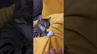 Кот не в настроении сегодня 😁 #котики #собака #загородныйдом
