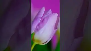 Тюльпан