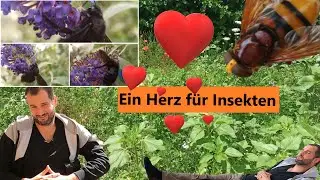 Ein Herz für Insekten 💗 mehr Lebensraum für Insekten bieten 🙏 Meine Bitte an euch 😊