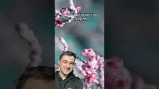 Адаптация морских коньков | SMITUP | 