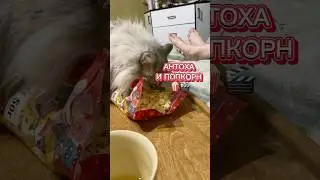 АНТОХА И ПОПКОРН 🍿😂 #котантоха кот любит хрустящее