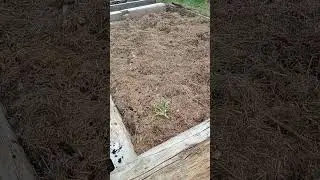 Direct Sowing some extra seeds in the Flower Garden💐