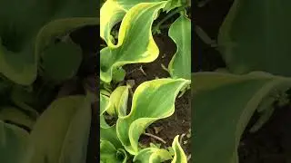 Хоста 'Wheee!' #short #shorts #hosta #hostawheee #хост #хоставий #хостауиии