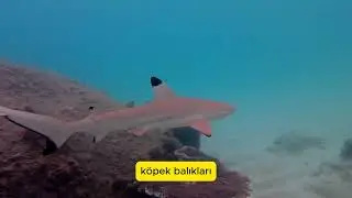 Köpek Balıkları Hakkında Bilmediğiniz 10 İlginç Gerçek! 🦈