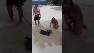 Собака на пляже 2