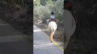 Поездка на лошади. Лошадь ест оливки
