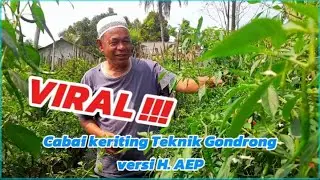 Kebun Cabai Keriting H. Aep!!!Super luas!!!