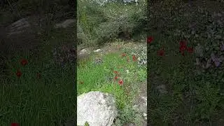 Лесные цветы (дословно: 