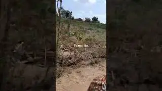 The cassava are feeling the dry season