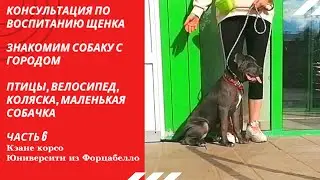 Воспитание щенка. Часть 6 заключительная. Щенок кане корсо в городе.