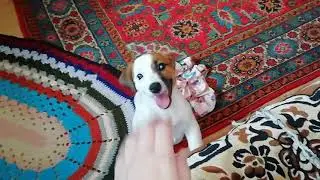 КУПИЛИ СОБАКУ.