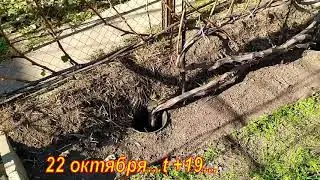 Готовлю кусты винограда к обрезке