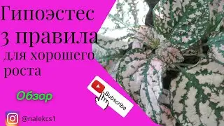 Гипоэстес 3 правила