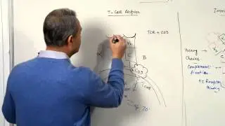 Immunology Lecture 9 (T cell receptors and Immunoglobulins) 2/4