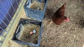 Morning Egg Inspection 1/6/24